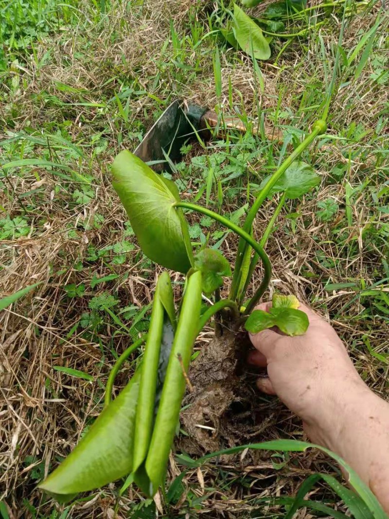 萍蓬草等各种水生植物绿化苗木长期大量供应