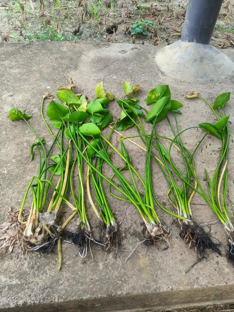 萍蓬草等各种水生植物绿化苗木长期大量供应