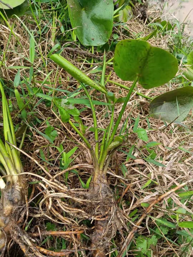 萍蓬草等各种水生植物绿化苗木长期大量供应