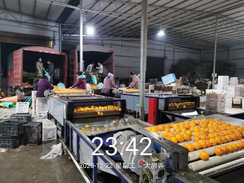 湖南麻阳冰糖橙（一件代发社团正级小果）品质保证