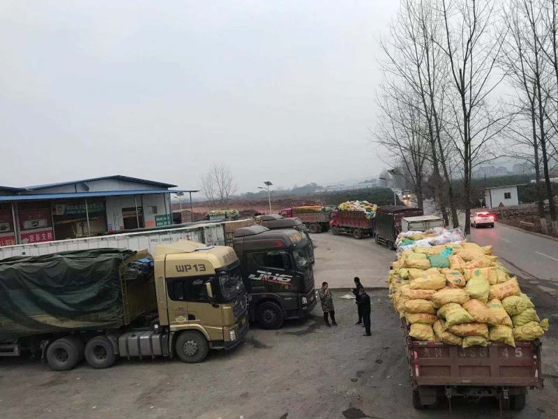 湖南麻阳冰糖橙（一件代发社团正级小果）品质保证