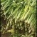 【精品芹菜】优质大棚芹菜基地，产地直供，一手货源
