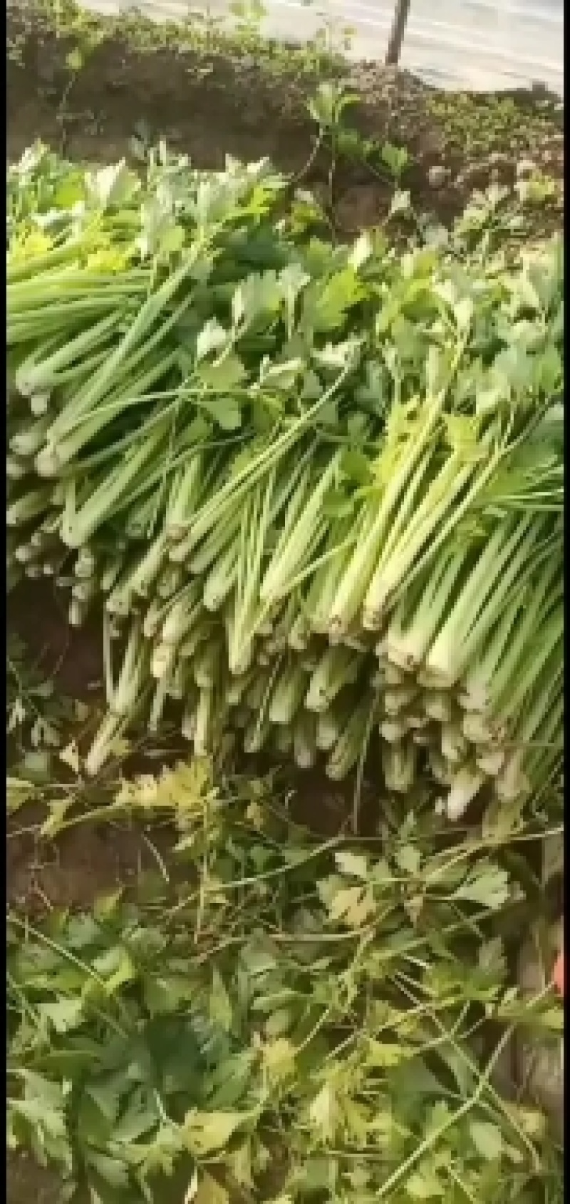【精品芹菜】优质大棚芹菜基地，产地直供，一手货源