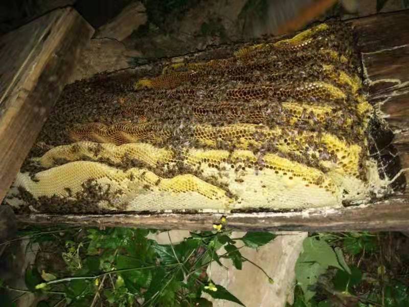 秦岭自然成熟土蜂蜜，产地自产自销只卖良心蜜，不赚昧心钱