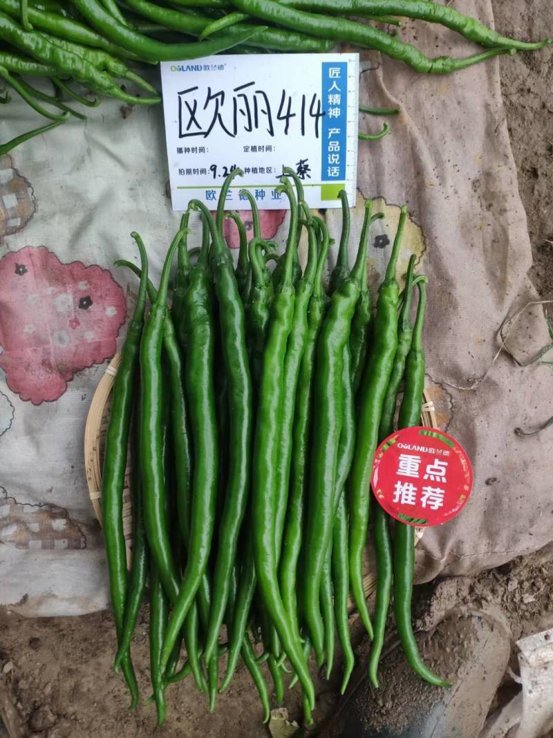 黑线椒种子欧丽414抗病强果长30公分高产高效，