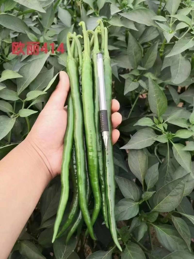 黑线椒种子欧丽414抗病强果长30公分高产高效，