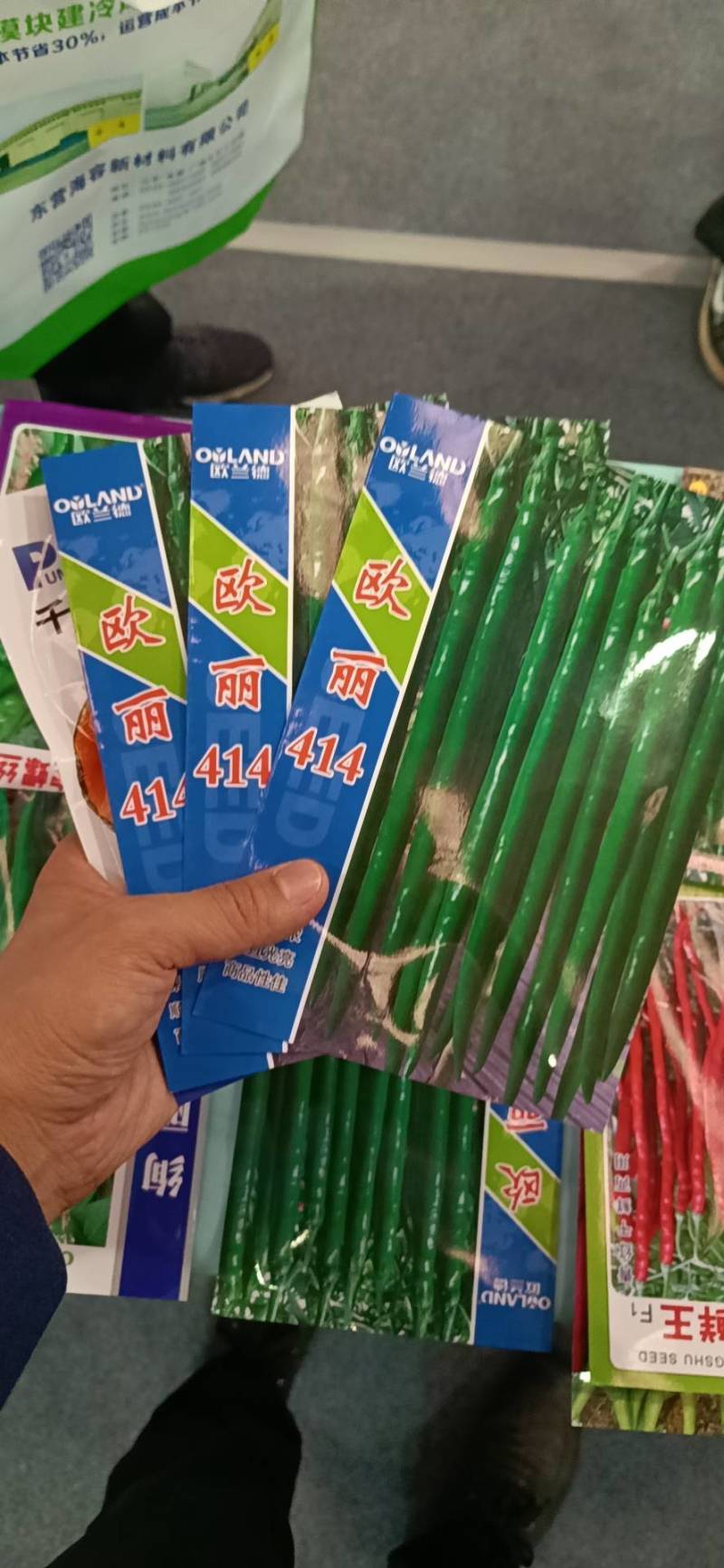 黑线椒种子欧丽414抗病强果长30公分高产高效，