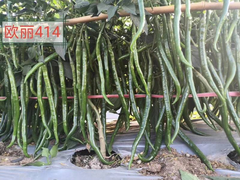 黑线椒种子欧丽414抗病强果长30公分高产高效，