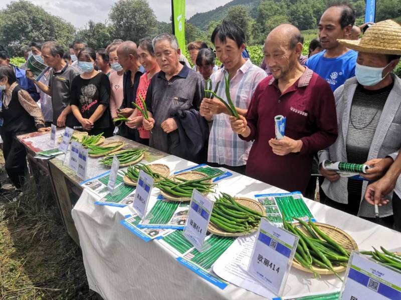 黑线椒种子欧丽414抗病强果长30公分高产高效，
