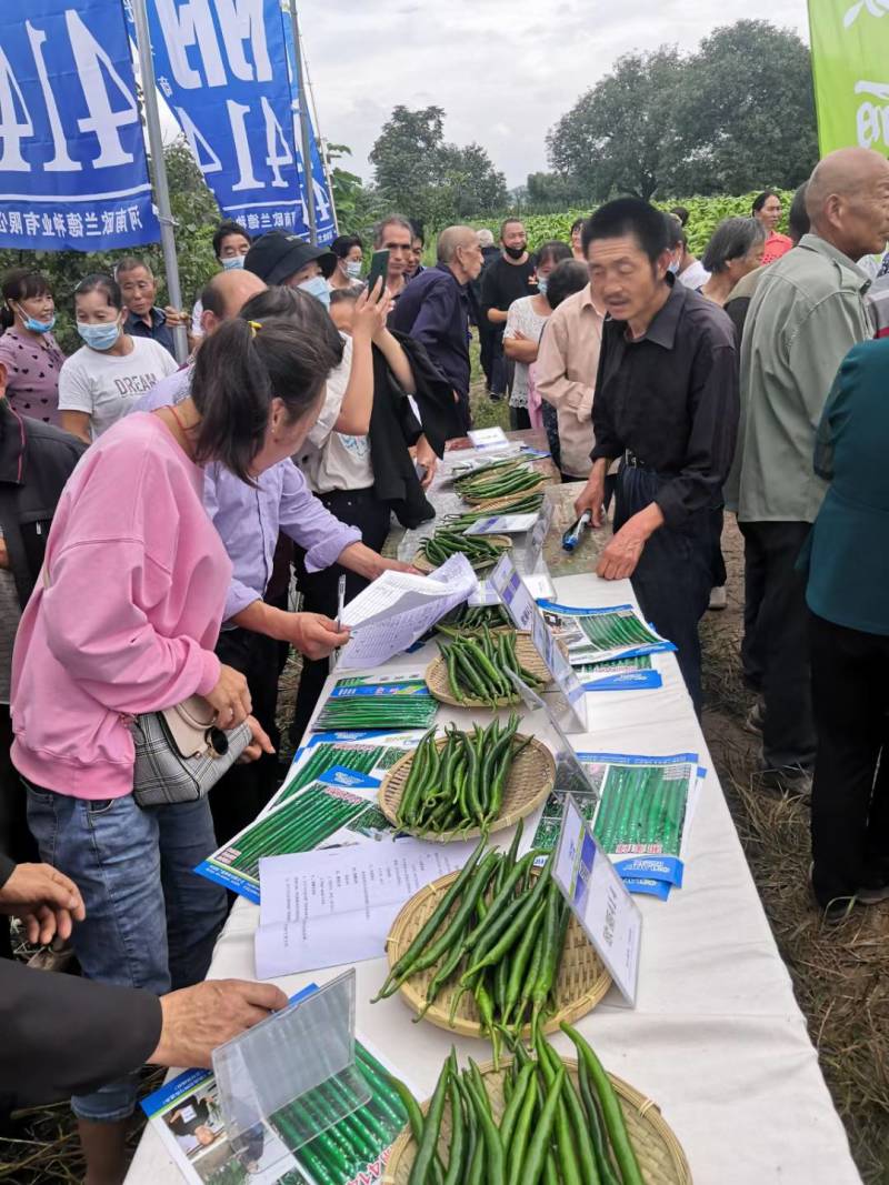 黑线椒种子欧丽414抗病强果长30公分高产高效，