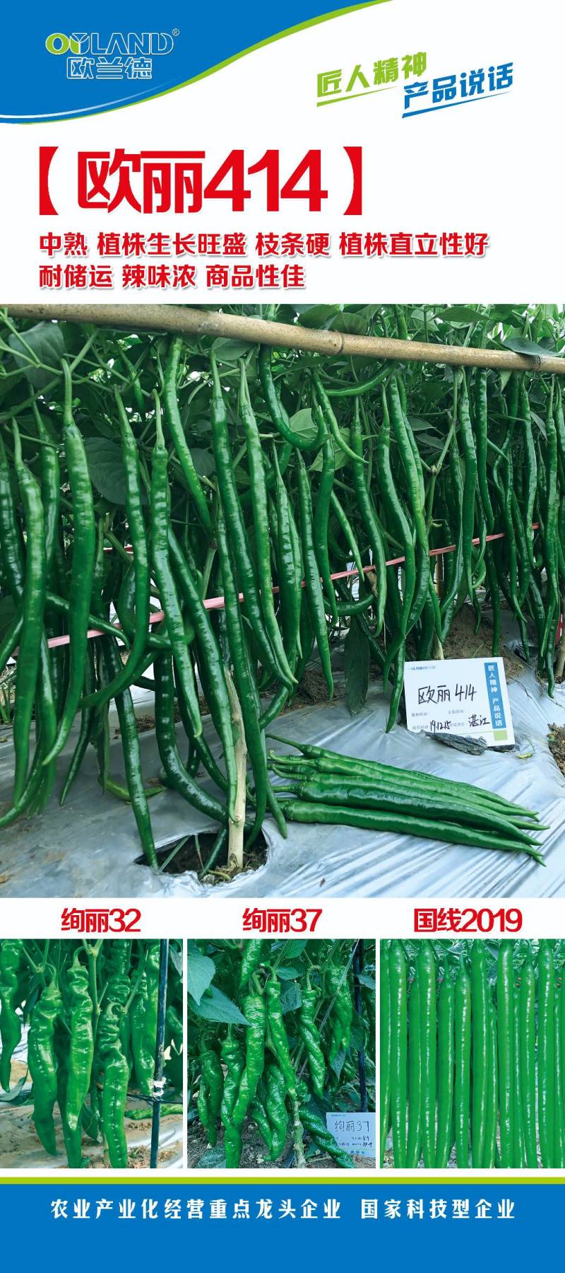 黑线椒种子欧丽414抗病强果长30公分高产高效，