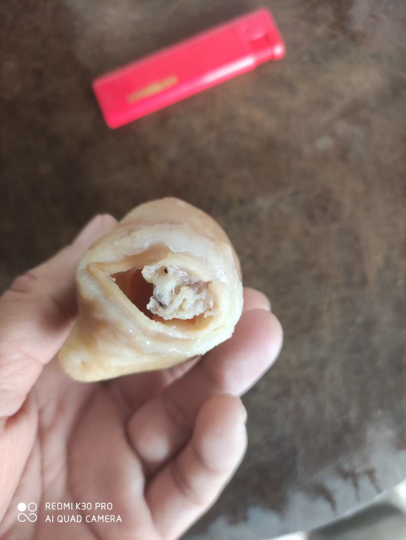 鱼肚