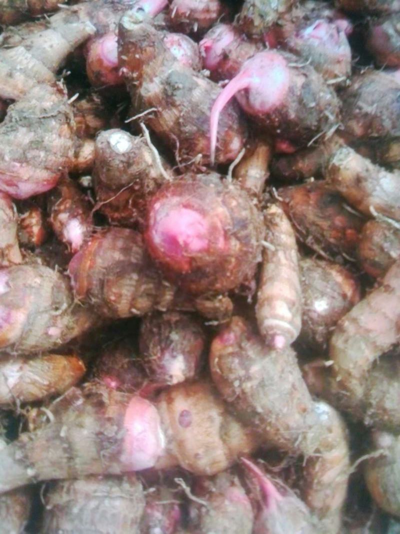 云南香芋头红芽芋头大白芋头大量供应，基地直供一件代发