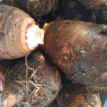 云南香芋头红芽芋头大白芋头大量供应，基地直供一件代发