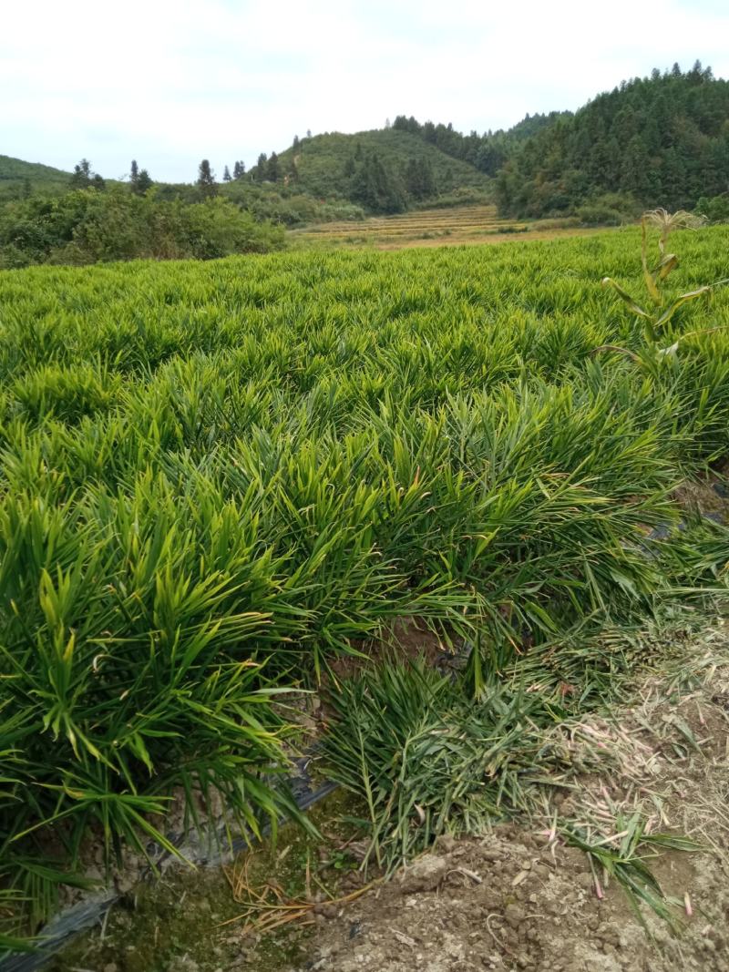 小黄姜