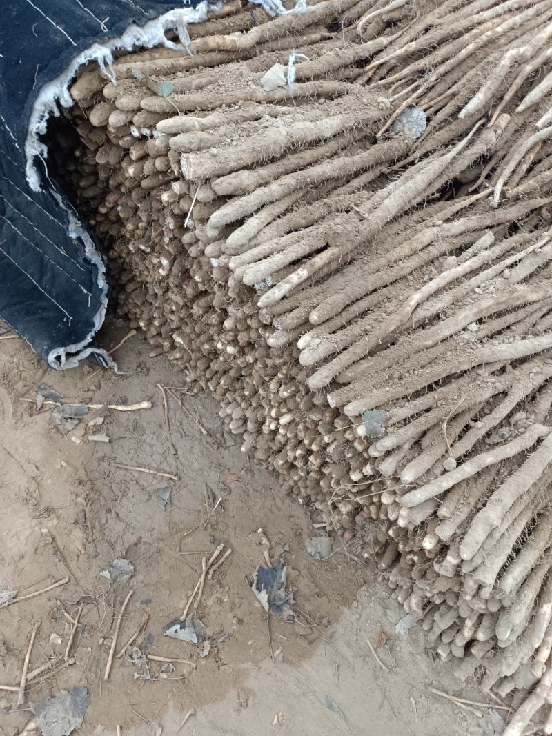 小白嘴山药