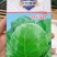 甘蓝苗包菜苗耐寒甘蓝苗越冬甘蓝苗绿霸冬绿春早