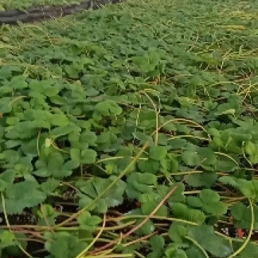 天仙醉，贵妃，奶油草莓基质苗，芽芊苗种苗预定