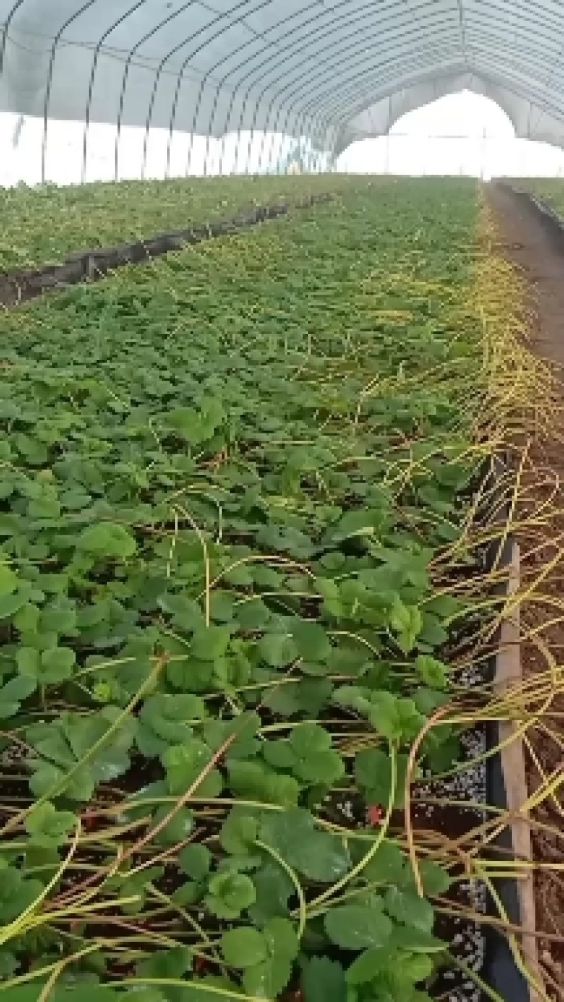 天仙醉，贵妃，奶油草莓基质苗，芽芊苗种苗预定