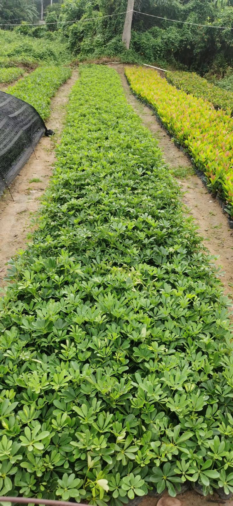 鸭脚木鸭掌木盆栽室内大型植物七叶莲八方来财绿植吸甲醛净化