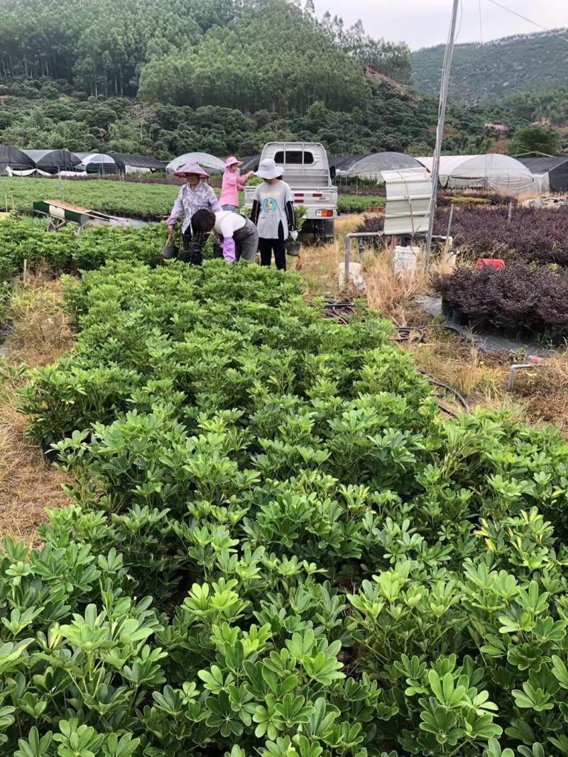 鸭脚木鸭掌木盆栽室内大型植物七叶莲八方来财绿植吸甲醛净化