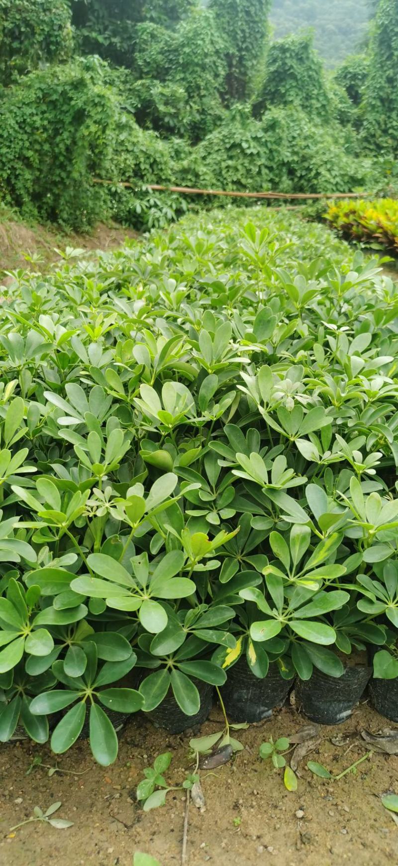 鸭脚木鸭掌木盆栽室内大型植物七叶莲八方来财绿植吸甲醛净化