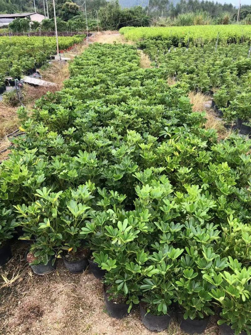 鸭脚木鸭掌木盆栽室内大型植物七叶莲八方来财绿植吸甲醛净化