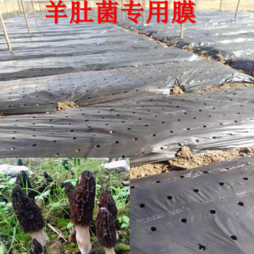 黑色打孔地膜保温保湿小孔透气羊肚菌专用膜
