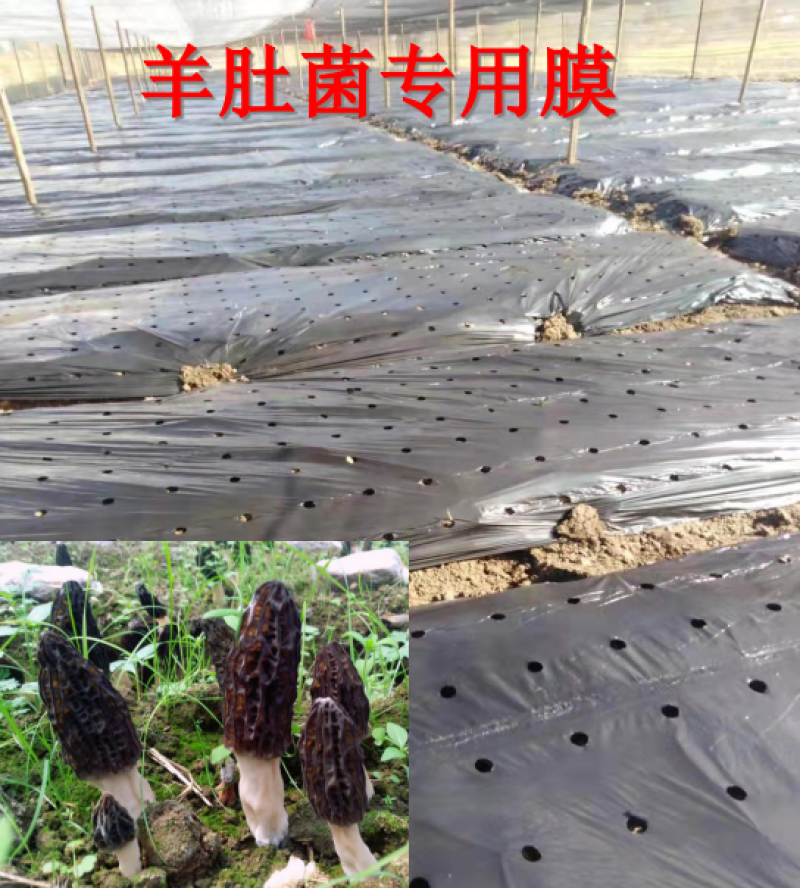 黑色打孔地膜保温保湿小孔透气羊肚菌专用膜