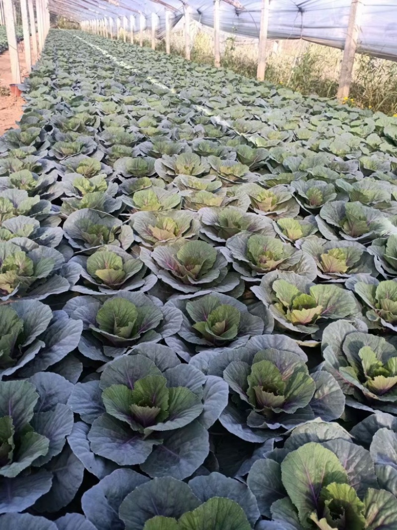 羽衣甘蓝紫色白色粉色产地批发冬季观赏耐寒花卉