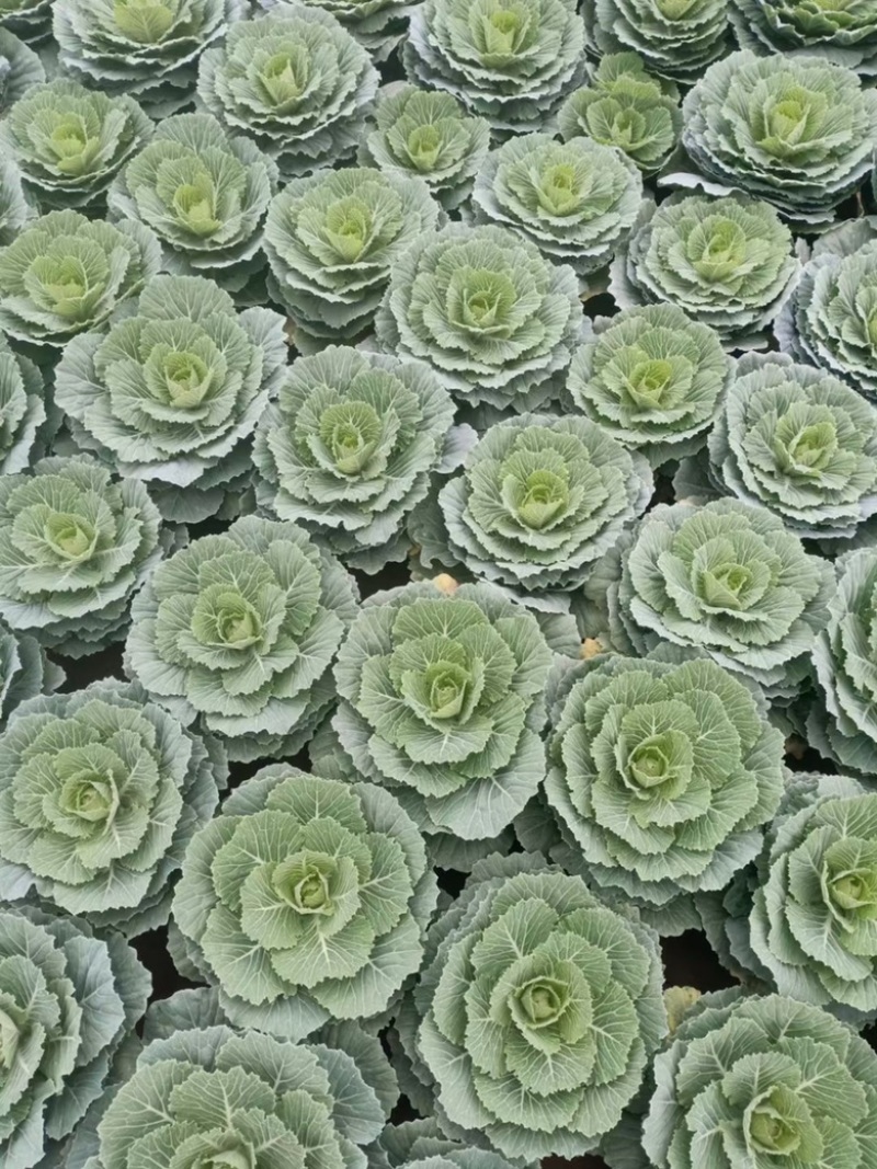 羽衣甘蓝紫色白色粉色产地批发冬季观赏耐寒花卉