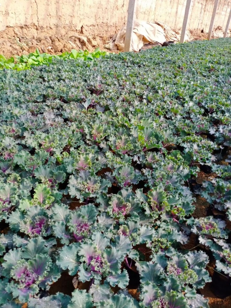 羽衣甘蓝紫色白色粉色产地批发冬季观赏耐寒花卉