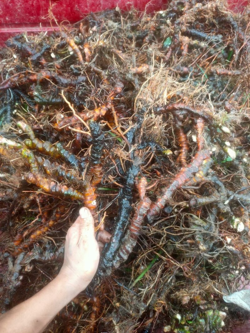 野生石菖蒲，粤西野生山草药，鲜货，干货均可