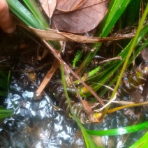 野生石菖蒲，粤西野生山草药，鲜货，干货均可