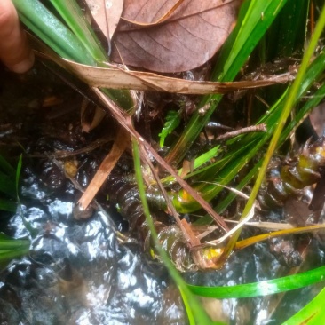 野生石菖蒲，粤西野生山草药，鲜货，干货均可