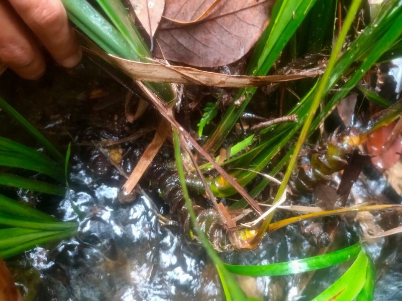 野生石菖蒲，粤西野生山草药，鲜货，干货均可