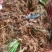 野生石菖蒲，粤西野生山草药，鲜货，干货均可