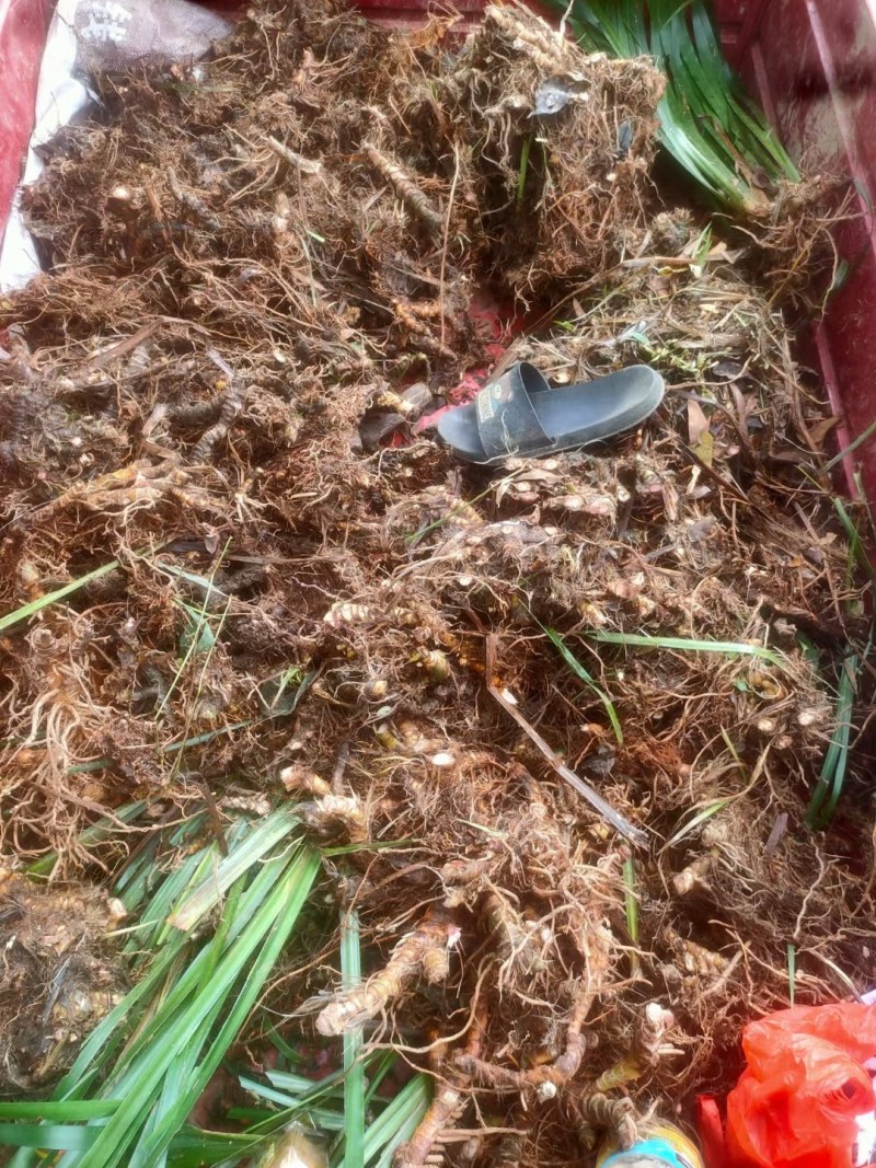 野生石菖蒲，粤西野生山草药，鲜货，干货均可