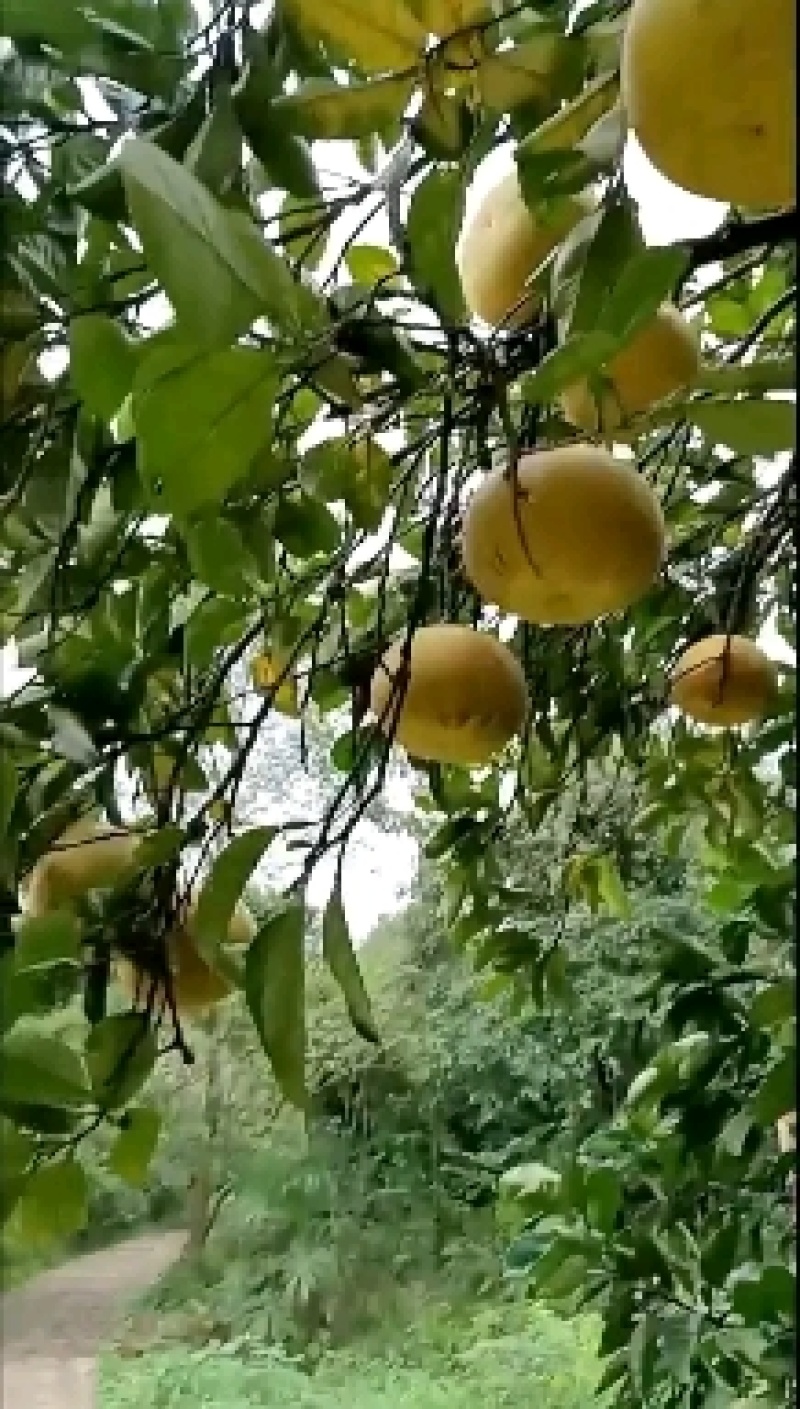 重庆梁平柚大量批发价格便宜需要柚子的欢迎来购