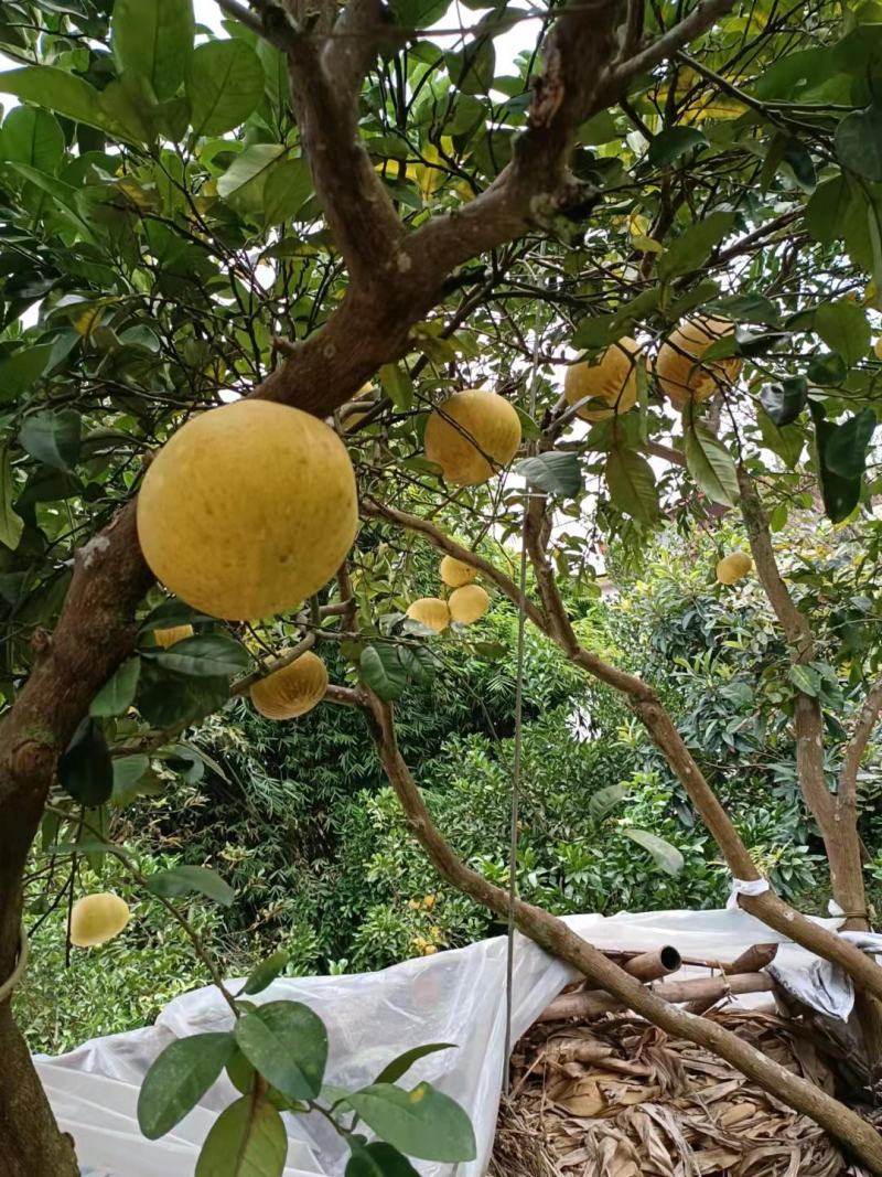 重庆梁平柚大量批发价格便宜需要柚子的欢迎来购