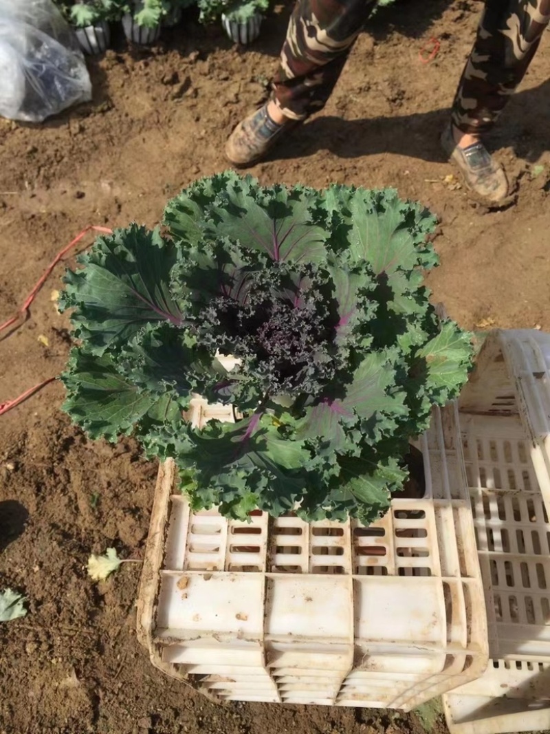 羽衣甘蓝紫色白色粉色产地批发冬季观赏耐寒花卉