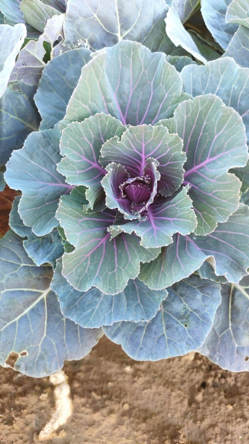 羽衣甘蓝紫色白色粉色产地批发冬季观赏耐寒花卉