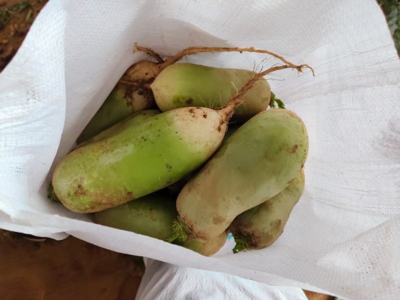 河南精品青萝卜，电商超市市场，加工厂养殖厂产地大量供应