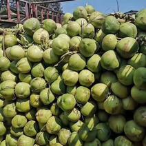 海南椰青香甜汁多，量大从优，全国供货，可视频。