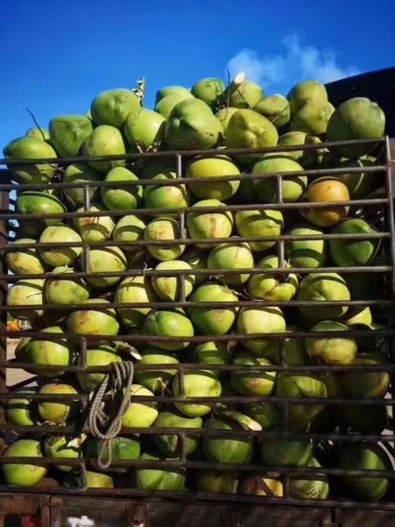海南椰青香甜汁多，量大从优，全国供货，可视频看货。