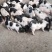 批发巴马香猪藏香猪种苗怀孕母猪可视频挑选质量保证全国发货