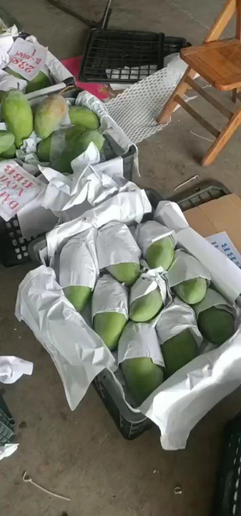 越南大青一级二级三级有货，场地直销