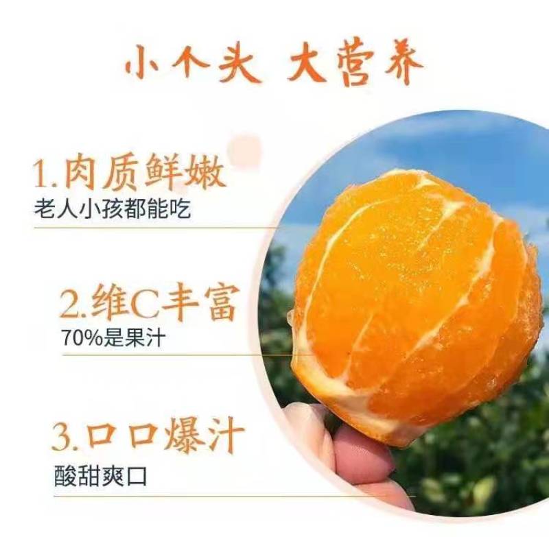 纽荷尔橙子，地头收购挂树新鲜，闪亮登场，口感甜，水分足。