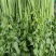 沂水县芹菜，60公分左右，小棵西芹，五指粗细，优质西芹
