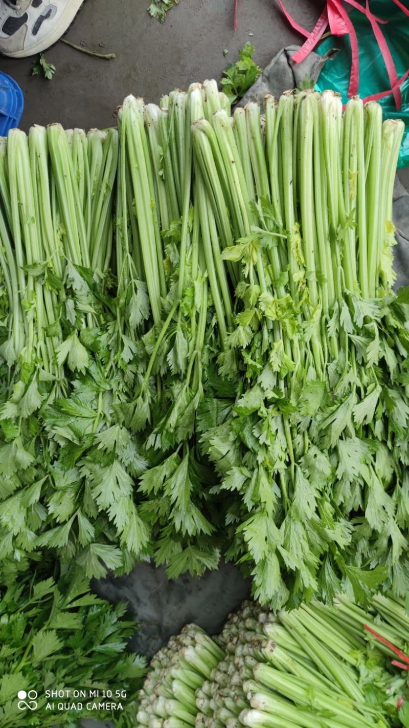 沂水县芹菜，60公分左右，小棵西芹，五指粗细，优质西芹